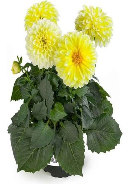 Videolu Canlı Sarı 1 Adet Yıldız Çiçeği Fidesi 20-30CM Saksılı (Ornithogalum) modelleri