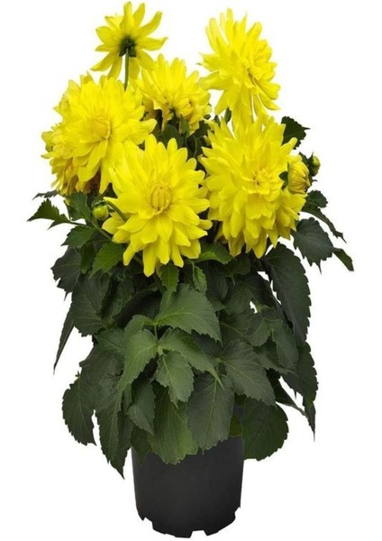 Videolu Canlı Sarı 1 Adet Yıldız Çiçeği Fidesi 20-30CM Saksılı (Ornithogalum) fırsatları