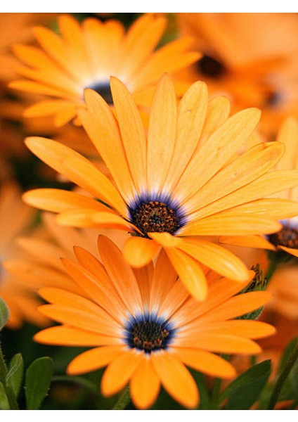 Videolu Turuncu Bodrum Papatyası 25-35 cm Saksılı Çiçekli Bodur Bitkiler Yellow Daisy