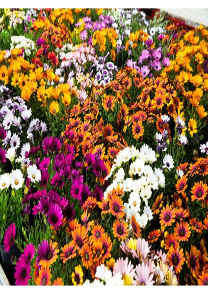 Videolu Turuncu Bodrum Papatyası 25-35 cm Saksılı Çiçekli Bodur Bitkiler Yellow Daisy fiyatları