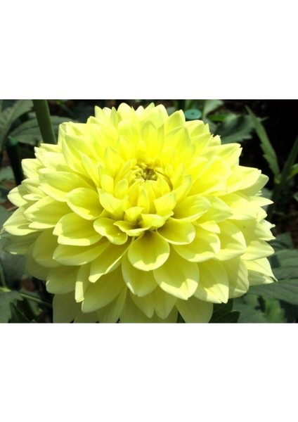 Videolu Kırmızı Yıldız Çiçeği Dahlia 1 Adet Saksılı 20-60 cm Dış Mekan Bitkisi (Dahlia)