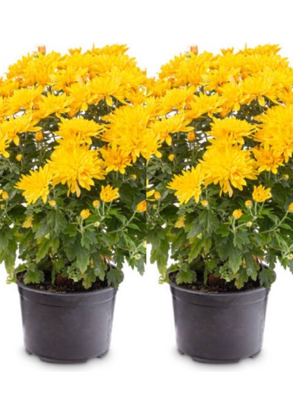 Videolu Sarı Kasımpatı 2 Adet Saksıda 15-30 cm Çiçekli Bitki Krizantem (Chrysanthemum)