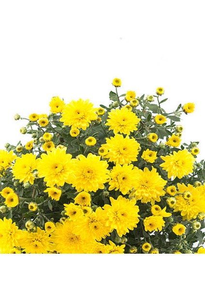 Videolu Sarı Kasımpatı 2 Adet Saksıda 15-30 cm Çiçekli Bitki Krizantem (Chrysanthemum) modelleri