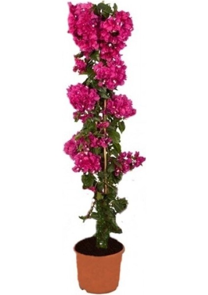 Videolu Fuşya Begonvil Çiçeği Fidanı 30-45 cm Saksılı Çiçekli Bodur Bitkiler Bougainvillea fiyatları