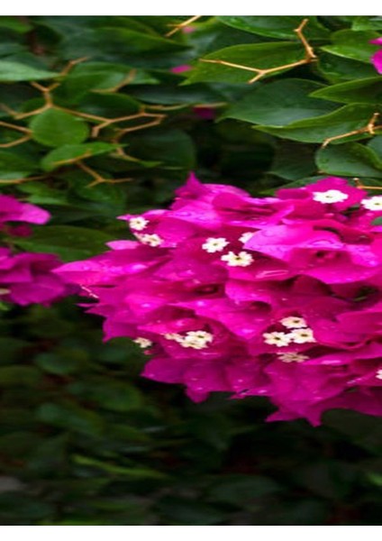 Videolu Fuşya Begonvil Çiçeği Fidanı 30-45 cm Saksılı Çiçekli Bodur Bitkiler Bougainvillea modelleri