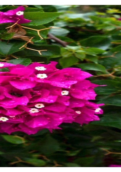 Videolu Fuşya Begonvil Çiçeği Fidanı 30-45 cm Saksılı Çiçekli Bodur Bitkiler Bougainvillea fırsatları
