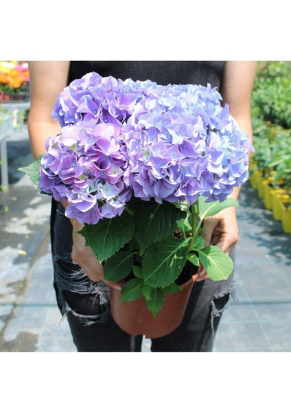 Videolu Ithal Mavi Tivoli Ortanca Çiçeği Fidanı 25-50 cm Saksılı Çiçekli Bodur Blue Hydreangea modelleri