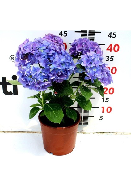 Videolu Ithal Mavi Tivoli Ortanca Çiçeği Fidanı 25-50 cm Saksılı Çiçekli Bodur Blue Hydreangea indirimleri