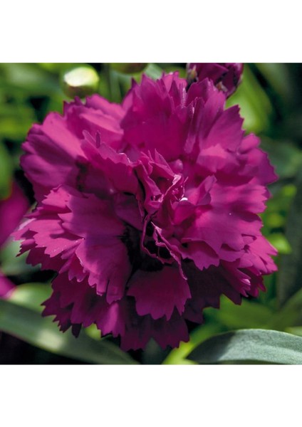 Videolu Kokulu Mor Bodur Karanfil Bitkisi (15-25Cm)1 Adet Saksılı Iç/dış Mekan Bitkisi Dianthus Caryophyllus Purple fiyatları