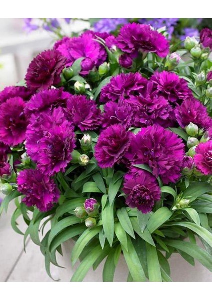 Videolu Kokulu Mor Bodur Karanfil Bitkisi (15-25Cm)1 Adet Saksılı Iç/dış Mekan Bitkisi Dianthus Caryophyllus Purple modelleri
