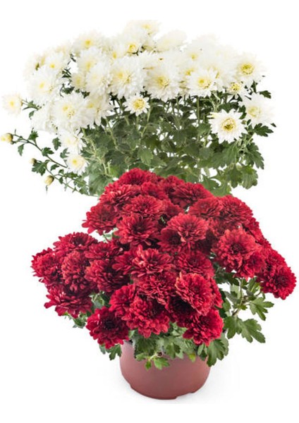 Videolu Kasımpatı Kırmızı-Beyaz Çiçekli Bitki 2 Adet Saksılı 15-25 cm Teras Bitkisi (Chrysanthemum)