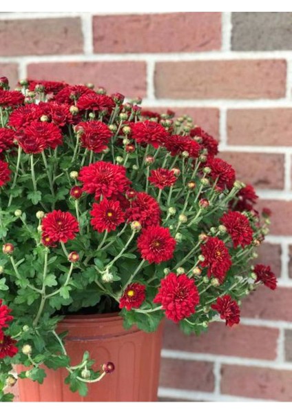 Videolu Kasımpatı Kırmızı-Beyaz Çiçekli Bitki 2 Adet Saksılı 15-25 cm Teras Bitkisi (Chrysanthemum) fiyatları