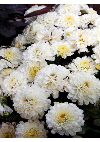 Videolu Kasımpatı Kırmızı-Beyaz Çiçekli Bitki 2 Adet Saksılı 15-25 cm Teras Bitkisi (Chrysanthemum) fırsatları