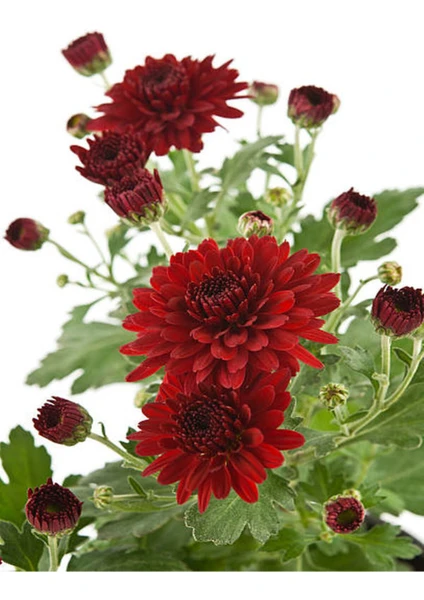 Serada Decor Plant Videolu Kırmızı Renk Kasımpatı Çiçeği 1 Adet Saksılı 15-30 cm Teras Bahçe Bitkisi (Chrysanthemum)