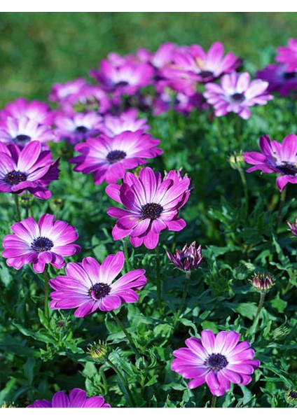 Videolu Mor 1 Adet Bodrum Papatyası Çiçeği Fidanı 30-60CM Saksılı (Bodrum Daisy)