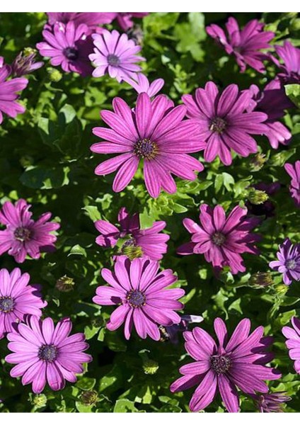 Videolu Mor 1 Adet Bodrum Papatyası Çiçeği Fidanı 30-60CM Saksılı (Bodrum Daisy)