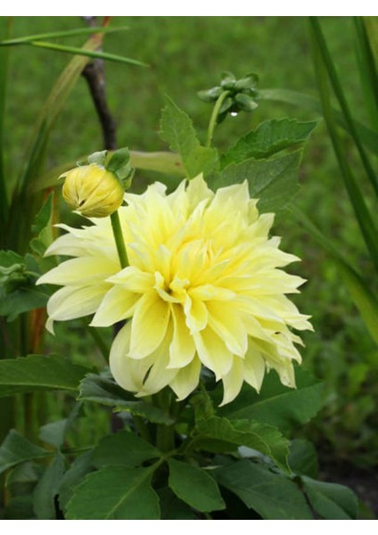 Videolu Sarı Yıldız Çiçeği Dalle Çiçeği 1 Adet Saksılı 20-60 cm Bahçe Teras Bitksi (Dahlia)