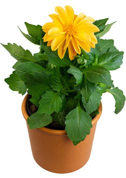 Videolu Sarı Yıldız Çiçeği Dalle Çiçeği 1 Adet Saksılı 20-60 cm Bahçe Teras Bitksi (Dahlia)