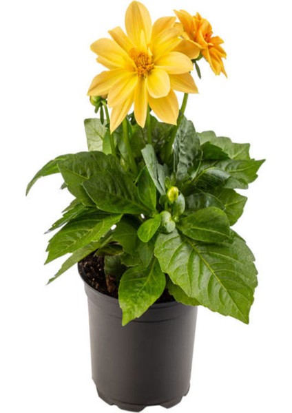 Videolu Sarı Yıldız Çiçeği Dalle Çiçeği 1 Adet Saksılı 20-60 cm Bahçe Teras Bitksi (Dahlia)