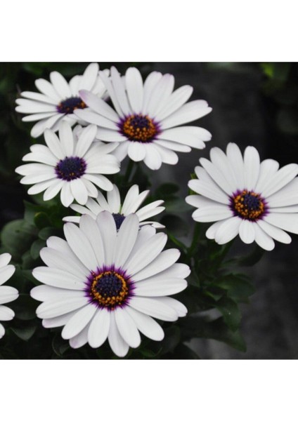 Videolu Hoş Kokulu Beyaz Bodrum Papatyası Çiçeği Fidanı 25-35 cm Saksılı Çiçekli Bodur Bodrum Daisy fiyatları
