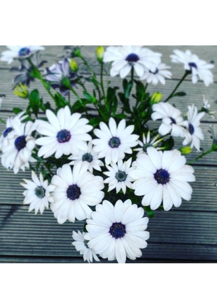 Videolu Hoş Kokulu Beyaz Bodrum Papatyası Çiçeği Fidanı 25-35 cm Saksılı Çiçekli Bodur Bodrum Daisy modelleri