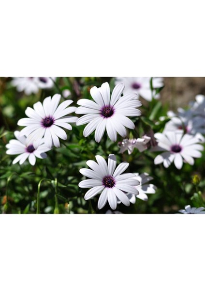 Videolu Hoş Kokulu Beyaz Bodrum Papatyası Çiçeği Fidanı 25-35 cm Saksılı Çiçekli Bodur Bodrum Daisy fırsatları