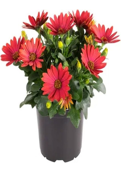 Videolu Kırmızı Bodrum Papatyası Çiçeği Fidanı 25-35 cm Saksılı Çiçekli Bodur Bitkiler Red Daisy