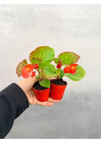 Videolu Karışık Renk Şeker Begonya 1 Adet Saksılı 20-30CM Bahçe Teras Bitkisi