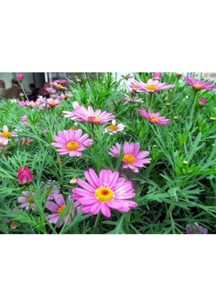 Videolu Çeşme Papatyası Fidanı1 Adet Saksılı 30-50 cm Bahçe Teras Bitkisi (Daisy)