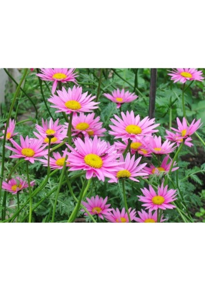 Videolu Çeşme Papatyası Fidanı1 Adet Saksılı 30-50 cm Bahçe Teras Bitkisi (Daisy) fiyatları