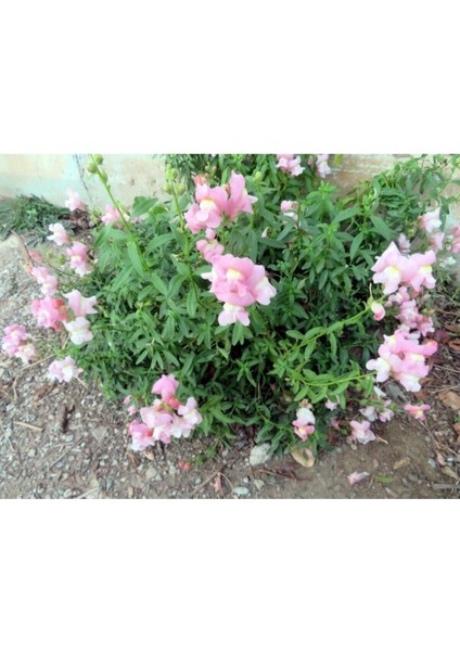 Videolu 30 Adet Pembe Beyaz Aslanağzı Çiçeği Fidanı 5-15CM Tüplü Çiçekli Bodur (Antirrihinum Majus) modelleri