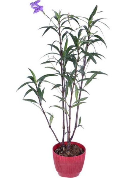 Videolu Meksika Petunyası Ruelya 1 Adet 30-40 cm Saksılı/ Tüplü Bahçe Bitkisi (Ruellia)
