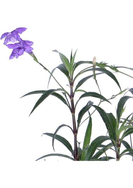 Videolu Meksika Petunyası Ruelya 1 Adet 30-40 cm Saksılı/ Tüplü Bahçe Bitkisi (Ruellia)