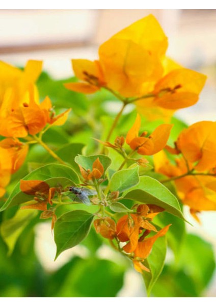 Videolu Turuncu Sarılıcı Begonvil Çiçeği Fidanı 90-120CM Saksılı Çiçekli Bodur (Bougainvillea)