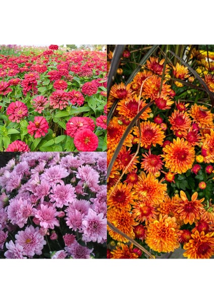 Videolu Kırmızı Turuncu ve Lila 3 Adet Kasımpatı Çiçeği Saksılı 15-30CM (Chrysanthemum)