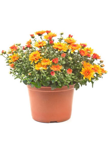 Videolu Kırmızı Turuncu ve Lila 3 Adet Kasımpatı Çiçeği Saksılı 15-30CM (Chrysanthemum) fiyatları