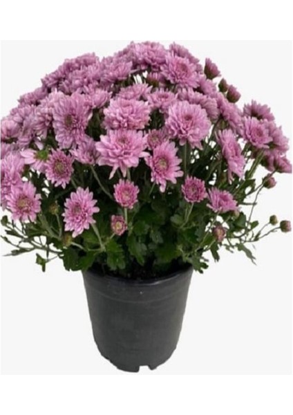 Videolu Kırmızı Turuncu ve Lila 3 Adet Kasımpatı Çiçeği Saksılı 15-30CM (Chrysanthemum) modelleri