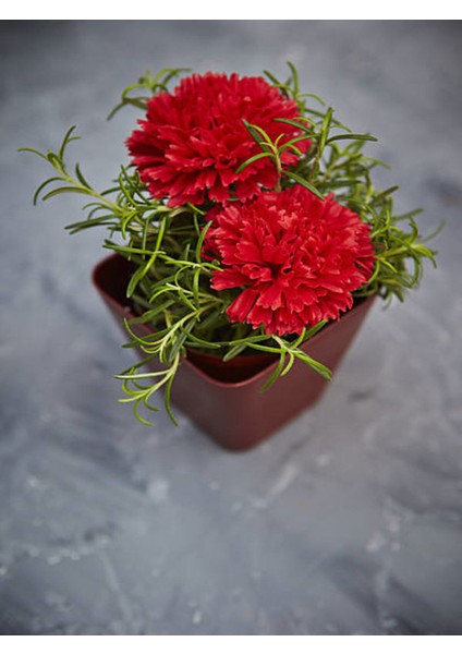 Videolu Kırmızı Turuncu ve Lila 3 Adet Kasımpatı Çiçeği Saksılı 15-30CM (Chrysanthemum) fırsatları