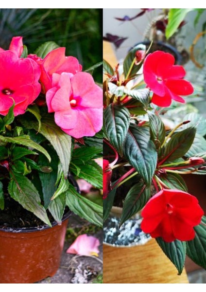 Videolu Cam Güzeli Çiçeği Kırmız-Pembe 2 Adet Saksılı 20-40 cm Yeni Gine(Impatiens Walleriana)