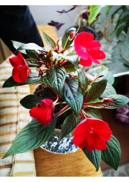 Videolu Cam Güzeli Çiçeği Kırmız-Pembe 2 Adet Saksılı 20-40 cm Yeni Gine(Impatiens Walleriana) fiyatları
