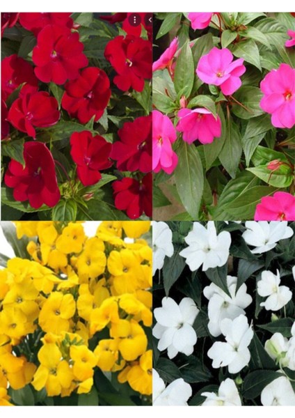 Videolu Cam Güzeli Çiçeği Kırmız-Pembe 2 Adet Saksılı 20-40 cm Yeni Gine(Impatiens Walleriana) modelleri