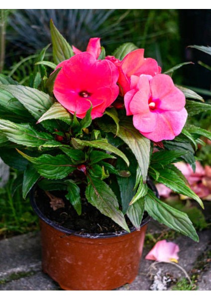 Videolu Cam Güzeli Çiçeği Kırmız-Pembe 2 Adet Saksılı 20-40 cm Yeni Gine(Impatiens Walleriana) fırsatları