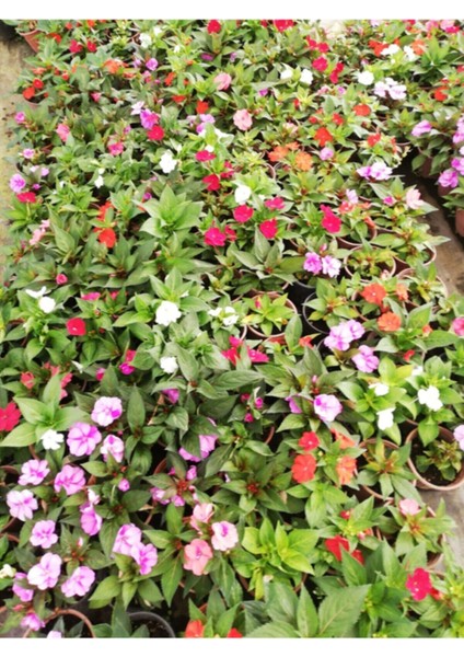Videolu Cam Güzeli Çiçeği Kırmız-Pembe 2 Adet Saksılı 20-40 cm Yeni Gine(Impatiens Walleriana) indirimleri