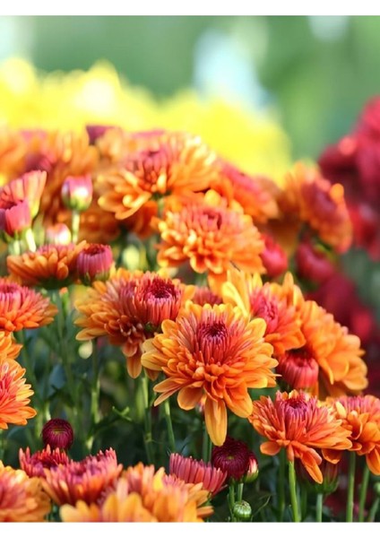 Videolu Kırmızı Kasımpatı Krizantem Hüzün Çiçeği 1 Adet Saksılı 15-25CM Bahçe Bitksi(Chrysanthemum)