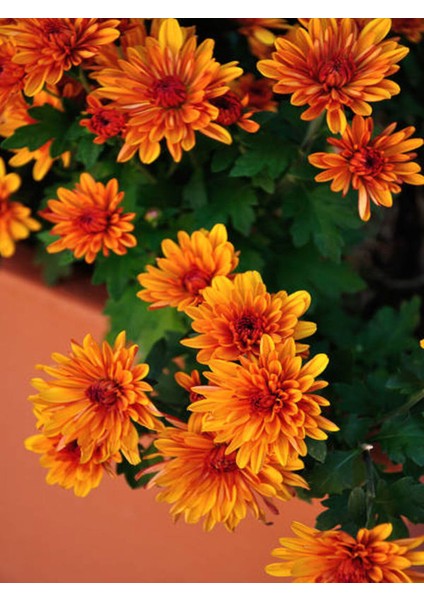 Videolu Kırmızı Kasımpatı Krizantem Hüzün Çiçeği 1 Adet Saksılı 15-25CM Bahçe Bitksi(Chrysanthemum) modelleri