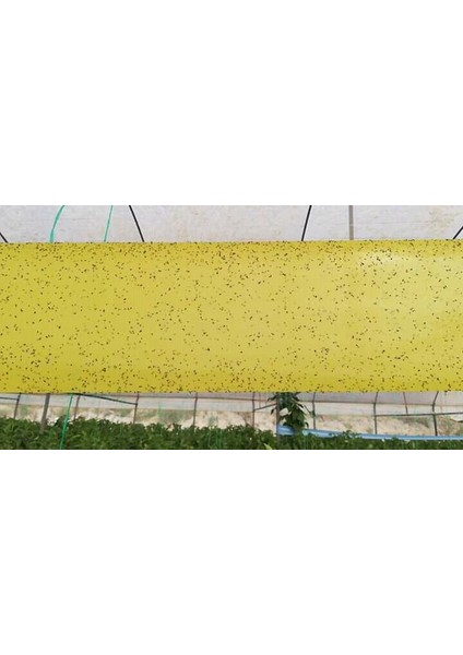 15 CM x 100 M Yapışkan Sarı Rulo Tuzak