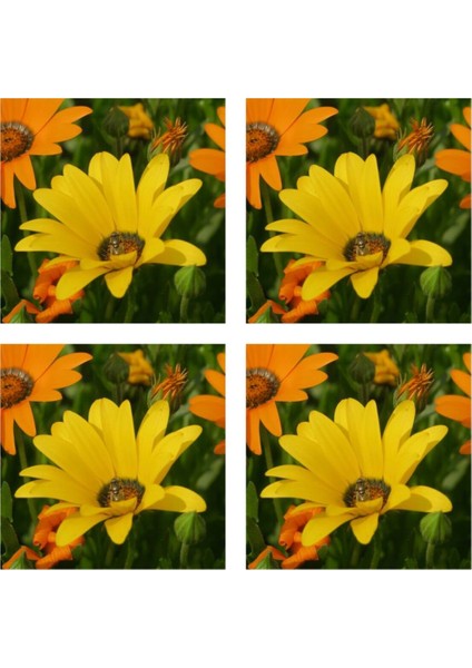 Videolu Sarı 4 Adet Bodrum Papatyası Çiçeği Fidanı Saksılı Çiçekli Bodur Bitkiler Yellow Daisy