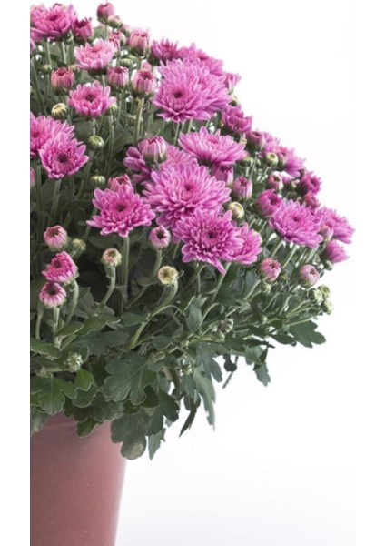 Videolu 3 Adet Pembe Kasımpatı Krizantem Çiçeği Saksılı Çiçekli Bodur Bitkiler Chrysanthemum