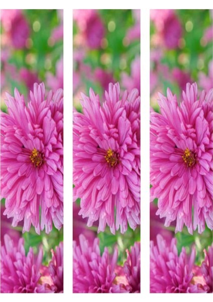 Videolu 3 Adet Pembe Kasımpatı Krizantem Çiçeği Saksılı Çiçekli Bodur Bitkiler Chrysanthemum fiyatları