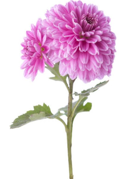 Videolu 3 Adet Pembe Kasımpatı Krizantem Çiçeği Saksılı Çiçekli Bodur Bitkiler Chrysanthemum modelleri